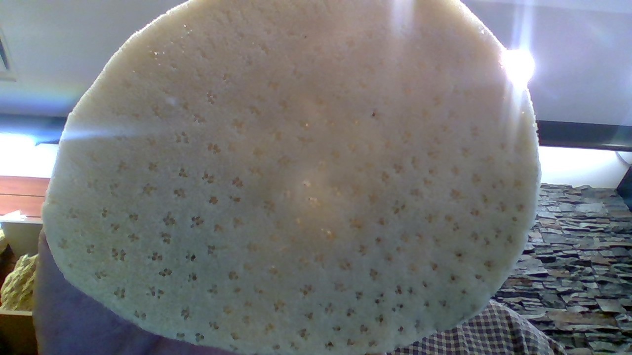 Facial Sponge - 5"